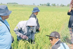Gunakan Burung Hantu, Basmi Tikus, Predaror Alami Solusi Terbaik