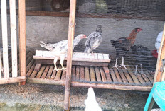 Dari  Empat Ekor Ayam, Kini Jadi Ratusan Ekor