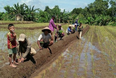 Profil Kabupaten Musi Rawas: Potensi Ekonomi yang Melimpah dari Pertanian hingga Pertambangan