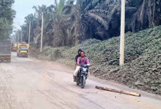 Jatuhan Kayu Ancam Pengguna Jalan 