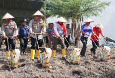 Tanam Bibit Jagung di Lahan 2000 m2, Polres Prabumulih Dukung Ketahanan Pangan