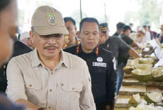 Tiru Rejang Lebong, Bakal Gelar Festival Durian