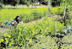 Genjer ‘Sawah’ Tambah Pendapatan, Warga Desa Celikah Rawat Potensi Alam 