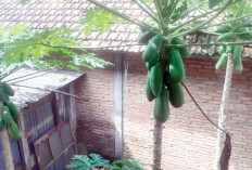 Konsumsi Sendiri hingga Berbagi