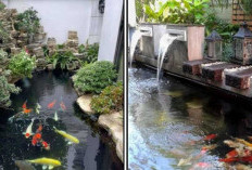 Ingin Punya Kolam Ikan Sendiri? Ikuti Tips Ini Ya!