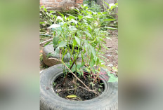 Ban Bekas Jadi Media Tanam Cabai, Kreativitas Warga Kayuagung