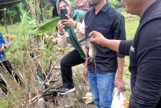 Pengemposan Jadi Andalan Basmi Hama Tikus di Sawah Ogan Ilir