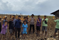 Petani Desa Jadi Mulya Air Sugihan Gelar Panen Raya Demplot Jagung ke-3 di Lahan Binaan OKI Pulp & Paper Mills