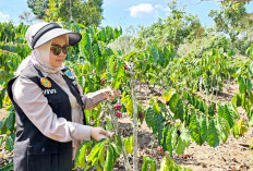 IG Kopi Robusta Kabupaten Lahat Resmi Bersertifikat 