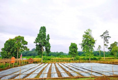 Pulo Mas Empat Lawang Mulai Tanam Melon, Edukasi Pertanian Modern