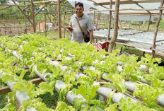 Warga Talang Ubi Sukses Kembangkan Kebun Sayur dan Budidaya Ikan di Lahan Terbatas