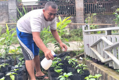 Tanam Cabai di Polybag, Warga Desa Celikah Optimistis Raup Cuan di Musim Hujan
