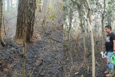 Telusuri Penyebab Kebakaran, Api di Punti Kayu Diduga Berasal dari Puntung Rokok