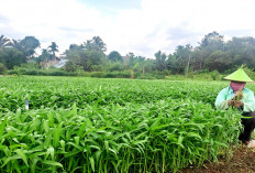 Tanam Sayur di Lahan Kosong, Penuhi Kebutuhan Sehari-hari