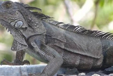 Mengenal Ragam Jenis Iguana: Dari Iguana Hijau hingga Iguana Laut, Semua Menakjubkan!
