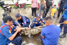 Resahkan Masyarakat, Buaya 2,5 Meter Diamankan