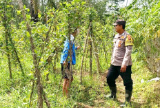 Sulap Lahan Kosong Jadi Kebun Kacang Panjang