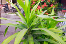 Bukan Cuma Pewarna Makanan Alami, Kenali! Ini 11 Manfaat Daun Suji untuk Kesehatan Tubuh