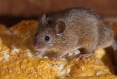 Waspada! Ini Dia Penyakit-Penyakit Mematikan yang Bisa Ditularkan Tikus