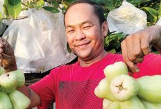 Banyak Pesanan, Hasilkan Cuan Dadakan 