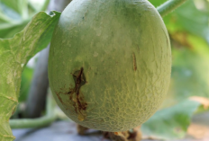 8 Hama yang Sering Menyerang Tanaman Melon dan Cara Mengatasinya