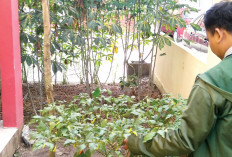 Antoni Sulap Pekarangan Rumah di Indralaya Jadi Kebun Mini Penghasil Sayur Dapur