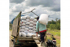 Bulog Lahat Serap 800 Ton GKP