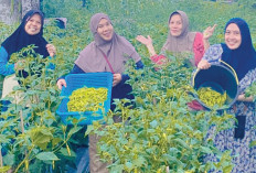 Dari Pekarangan, Semangat Swasembada Pangan Tumbuh di Bandar Jaya