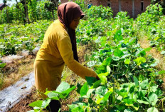  Tanam Kacang Hijau, Jual Kecambah