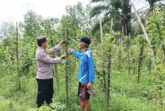 Manfaatkan Lahan Kosong, Tanam Kacang Panjang 