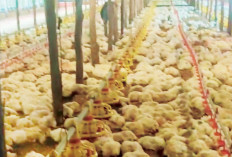 8.000 Ekor Ayam Broiler Siap Panen Mati Kepanasan Akibat Listrik Padam, Peternak Merugi Ratusan Juta Rupiah