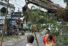 Cuaca Ekstrem di Muba: Pohon Tumbang Tutupi Jalan dan Sebabkan Gangguan Aktivitas Warga