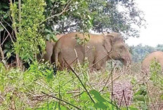 Ratusan Gajah Masuk Permukiman, Warga Desa Trianggun Jaya Resah 