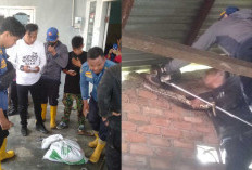 Ngeri, Ular Piton 5 Meter Terperangkap di Loteng Rumah Warga, Petugas Gerak Cepat Evakuasi