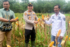 Panen Raya Jagung Serentak di Rambang Dangku, Polri Perkuat Ketahanan Pangan