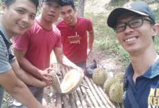 Ga Gampang, Ternyata Begini Cara Petani Panen Buah Durian, Hewan Liar Mengancam Lho!