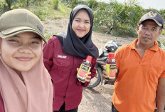 Bisa Sebabkan Kehilangan Hasil hingga 90 Persen, Waspadai Penggerek Batang