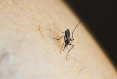 4 Hal Sederhana yang Bikin Nyamuk Kabur dari Rumah, Nomor 3 Terbukti Ampuh