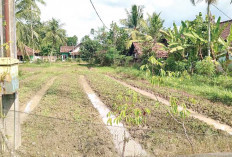 Tanam Harapan dari Lahan Bayam Samping Rumah