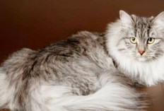 6 Ras Kucing Termahal di Dunia: Apakah Kucing Peliharaan Anda Salah Satunya?