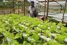 Tak Perlu Beli Sayur, Bisa Bantu Tetangga