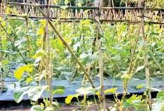 Manfaatkan Lahan Tanam Golden Melon