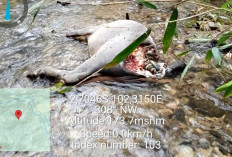  Belasan Kerbau Mati Diterkam Harimau, Aktivitas Warga di Kebun Terganggu