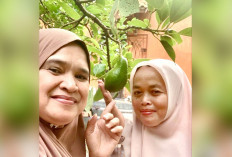 Warga Tanjung Rancing Manfaatkan Pekarangan, Alpukat Berbuah Lebat Jelang Ramadan