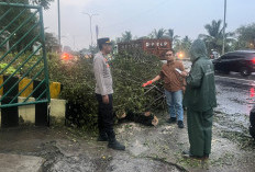 Hendak Jemput Anak di Sekolah, Mobil Tertimpa Pohon Tumbang Saat Hujan Deras di Palembang