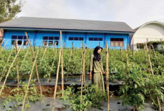 Manfaatkan Lahan, Tanam Berbagai Jeni Tanaman, Gerakan Ketahanan Pangan SMKN 1 Jarai 