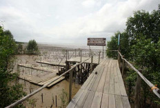 Kerusakan Mangrove di Wilayah Sumsel Lebih Cepat dari Upaya Rehabilitasi