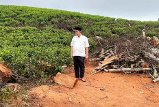 Pohon Ditebang Bisa Picu Banjir Bandang