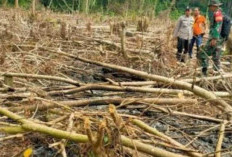 Waspada! Dampak Kabut Asap Karhutlah: Ancaman Kesehatan dan Lingkungan di Sumatera