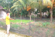 Halaman Rumah Jadi Ladang Rezeki